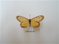 藏品(渡氏烏灰蝶)的圖片